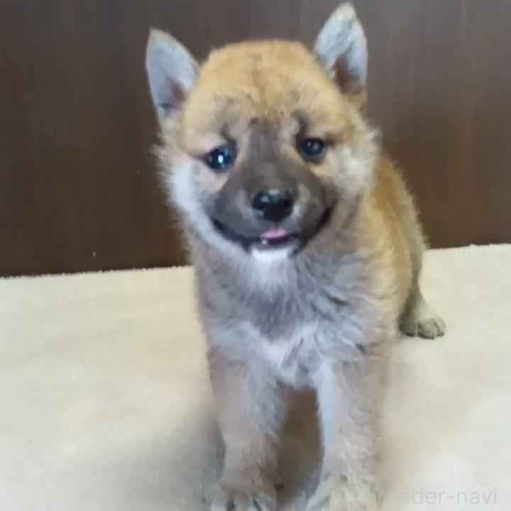 販売中の茨城県の柴犬-395677の3枚目